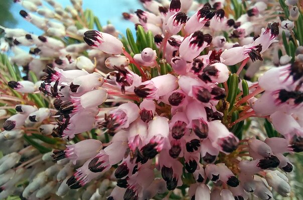 025 Erica arborea.JPG