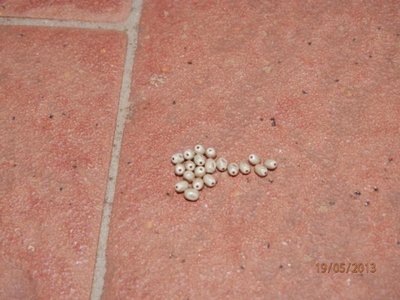 Diapositiva3.jpg