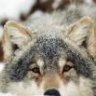 Fenrir