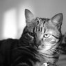 IlGatto