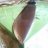 Coltello1