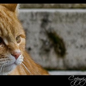 gatto1