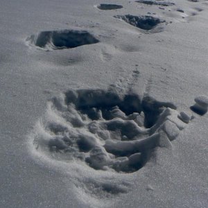 orso3