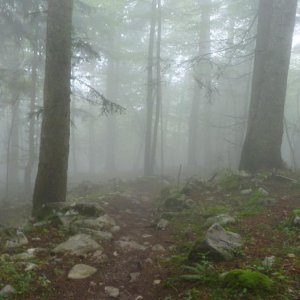 Una volta una persona mi ha detto che non ama andare a camminare in montagna perchè ha paura di trovarsi nel bosco ed essere sorpreso dalla nebbia; io invece trovo quest'immagine stupenda.